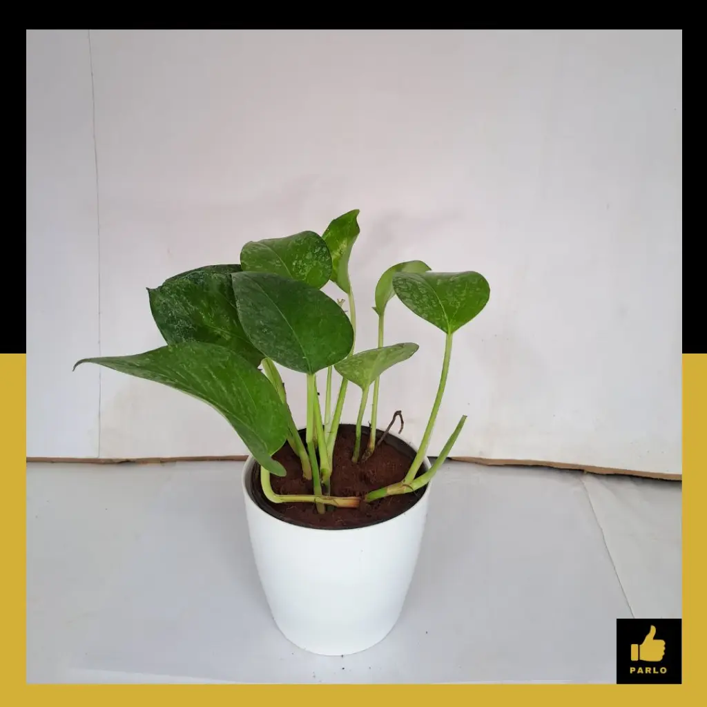 PARLO PRODUCT EDITING (49) (1).webp