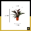 PARLO PRODUCT EDITING (71).webp