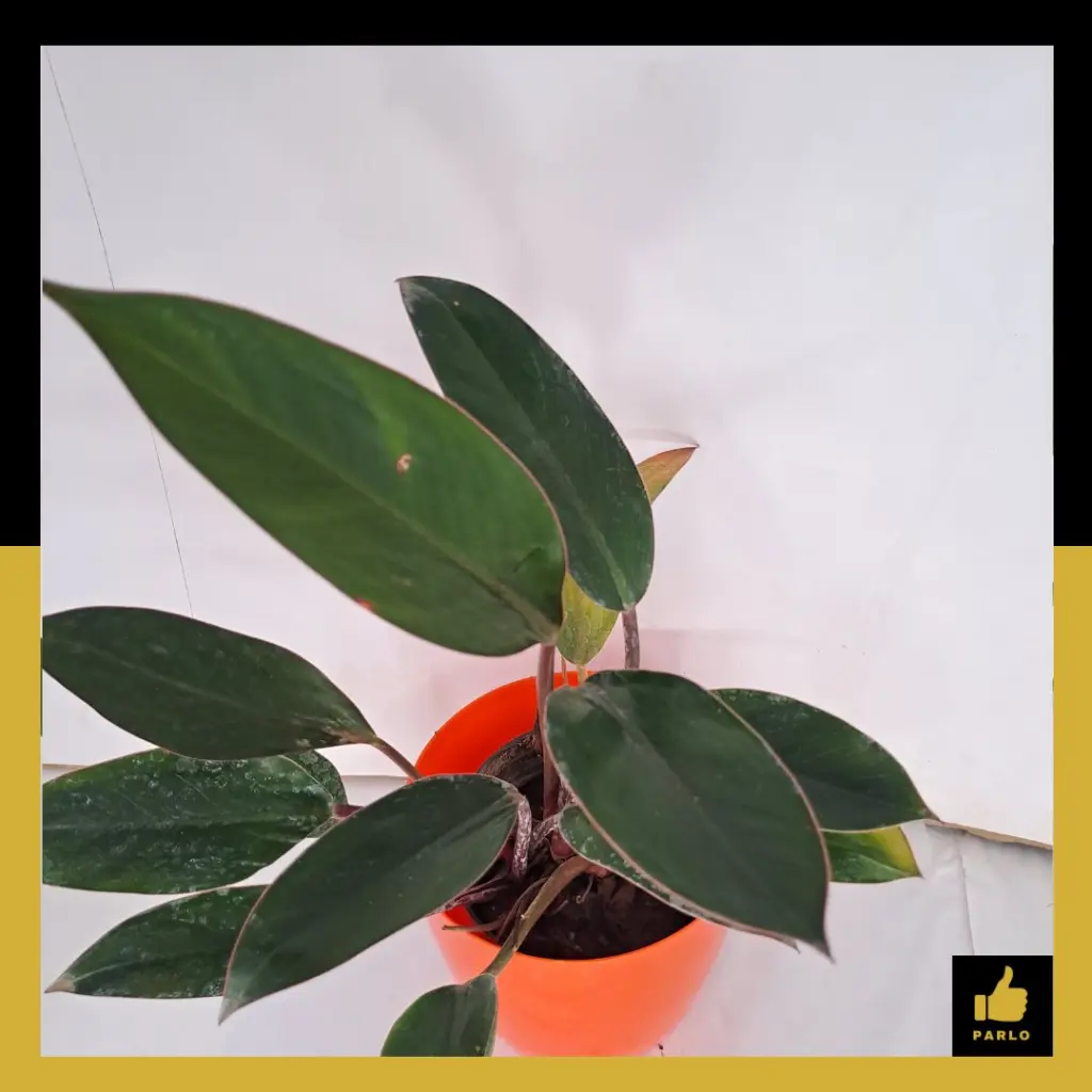 PARLO PRODUCT EDITING (70).webp