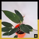 PARLO PRODUCT EDITING (70).webp