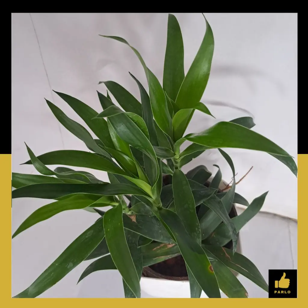 PARLO PRODUCT EDITING (74).webp