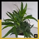 PARLO PRODUCT EDITING (74).webp