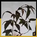PARLO PRODUCT EDITING - 2025-05-31T155339.680.webp