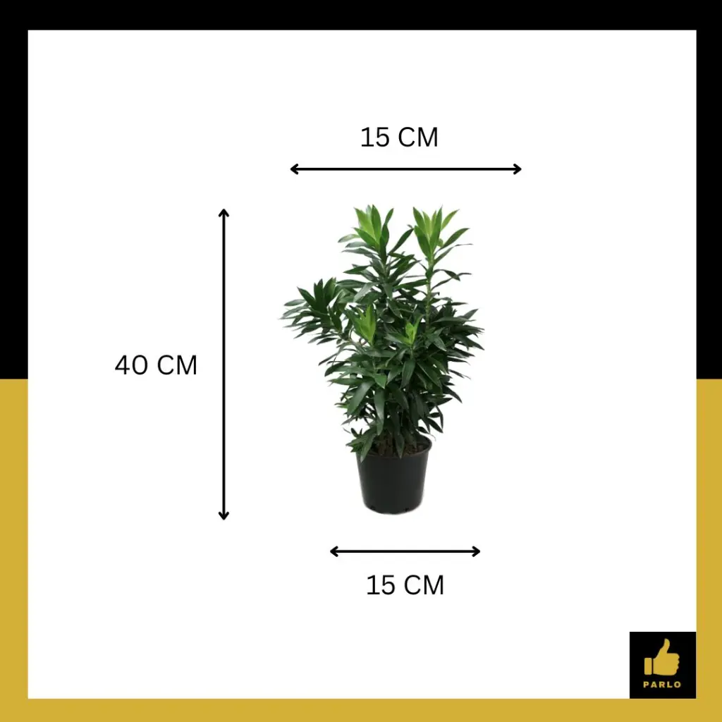 PARLO PRODUCT EDITING (73).webp