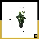 PARLO PRODUCT EDITING (73).webp