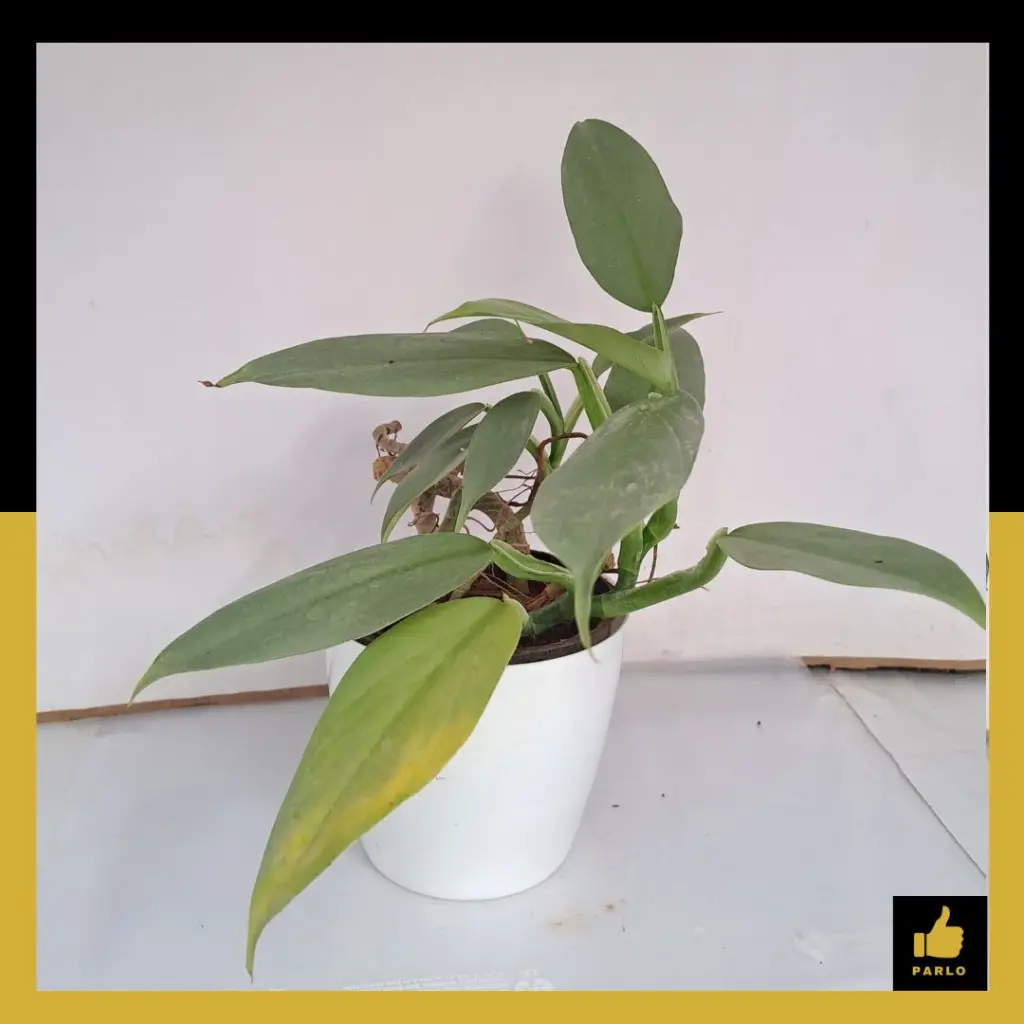 PARLO PRODUCT EDITING (75).webp