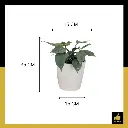 PARLO PRODUCT EDITING (76).webp