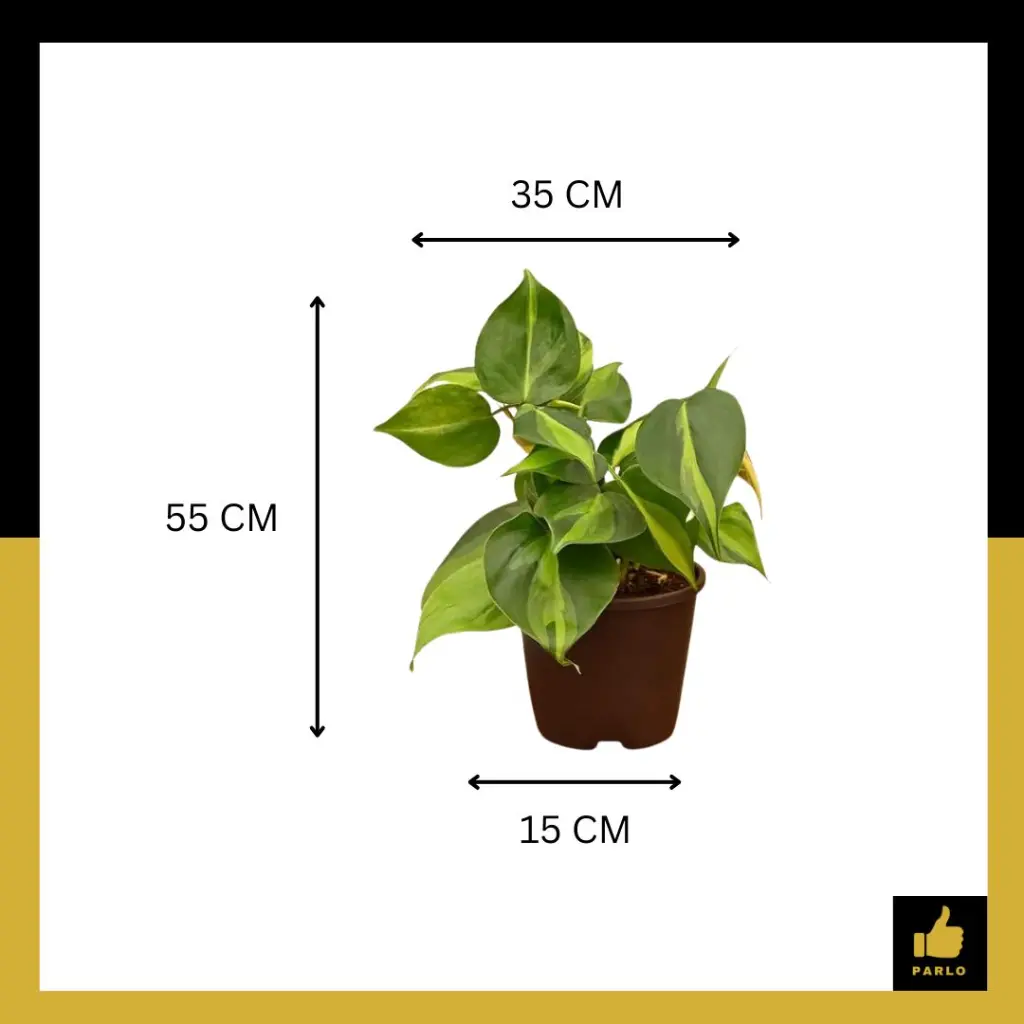 PARLO PRODUCT EDITING (83).webp