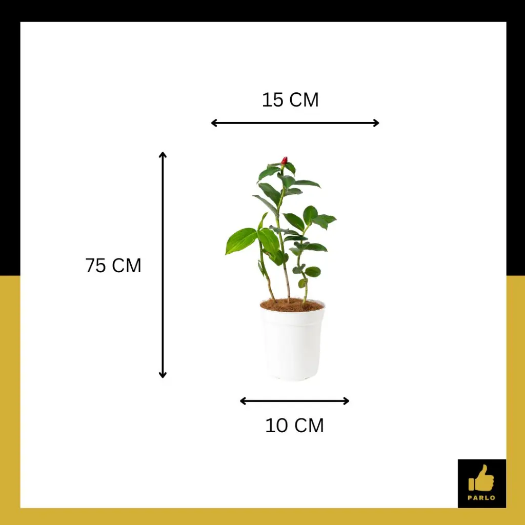 PARLO PRODUCT EDITING (86).webp