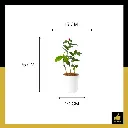 PARLO PRODUCT EDITING (86).webp