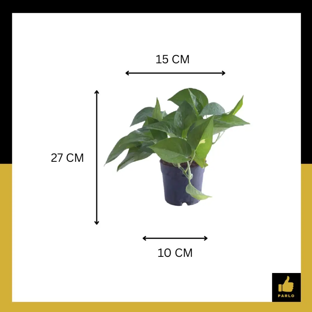 PARLO PRODUCT EDITING (48) (1).webp