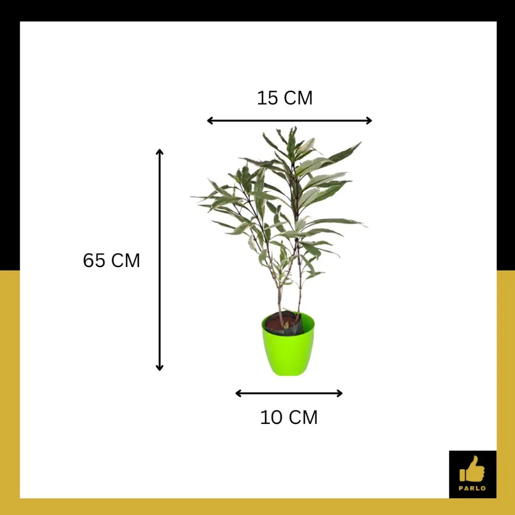 PARLO PRODUCT EDITING (88).webp