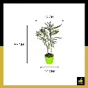 PARLO PRODUCT EDITING (88).webp