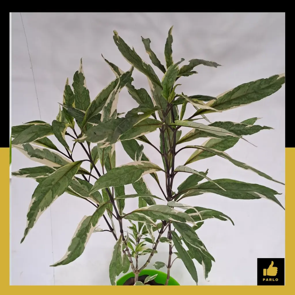 PARLO PRODUCT EDITING (87).webp