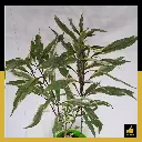 PARLO PRODUCT EDITING (87).webp