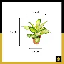 PARLO PRODUCT EDITING (91).webp