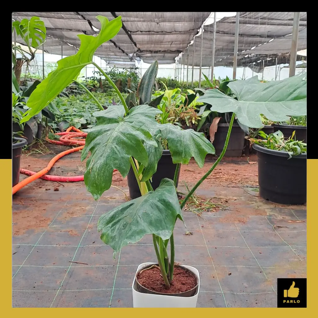 PARLO PRODUCT EDITING (95).webp