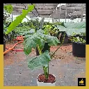 PARLO PRODUCT EDITING (95).webp