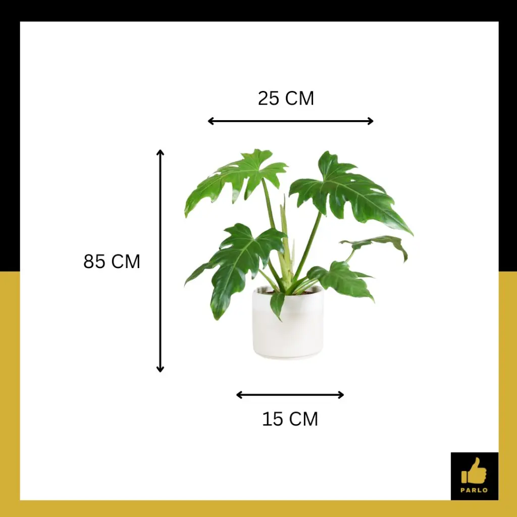 PARLO PRODUCT EDITING (94).webp