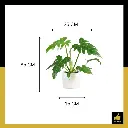 PARLO PRODUCT EDITING (94).webp