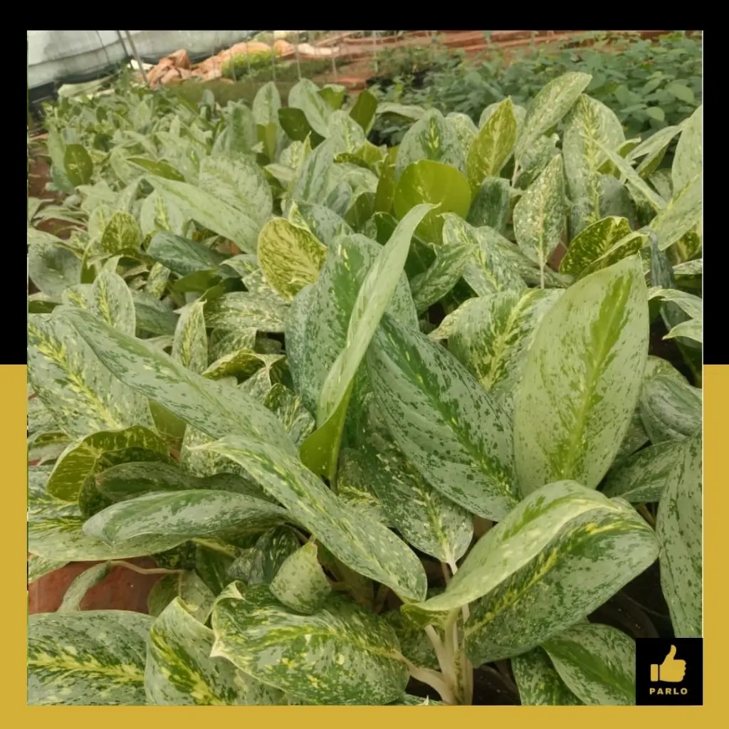 PARLO PRODUCT EDITING (99).webp