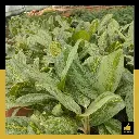 PARLO PRODUCT EDITING (99).webp