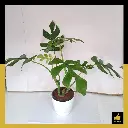 PARLO PRODUCT EDITING (40).webp