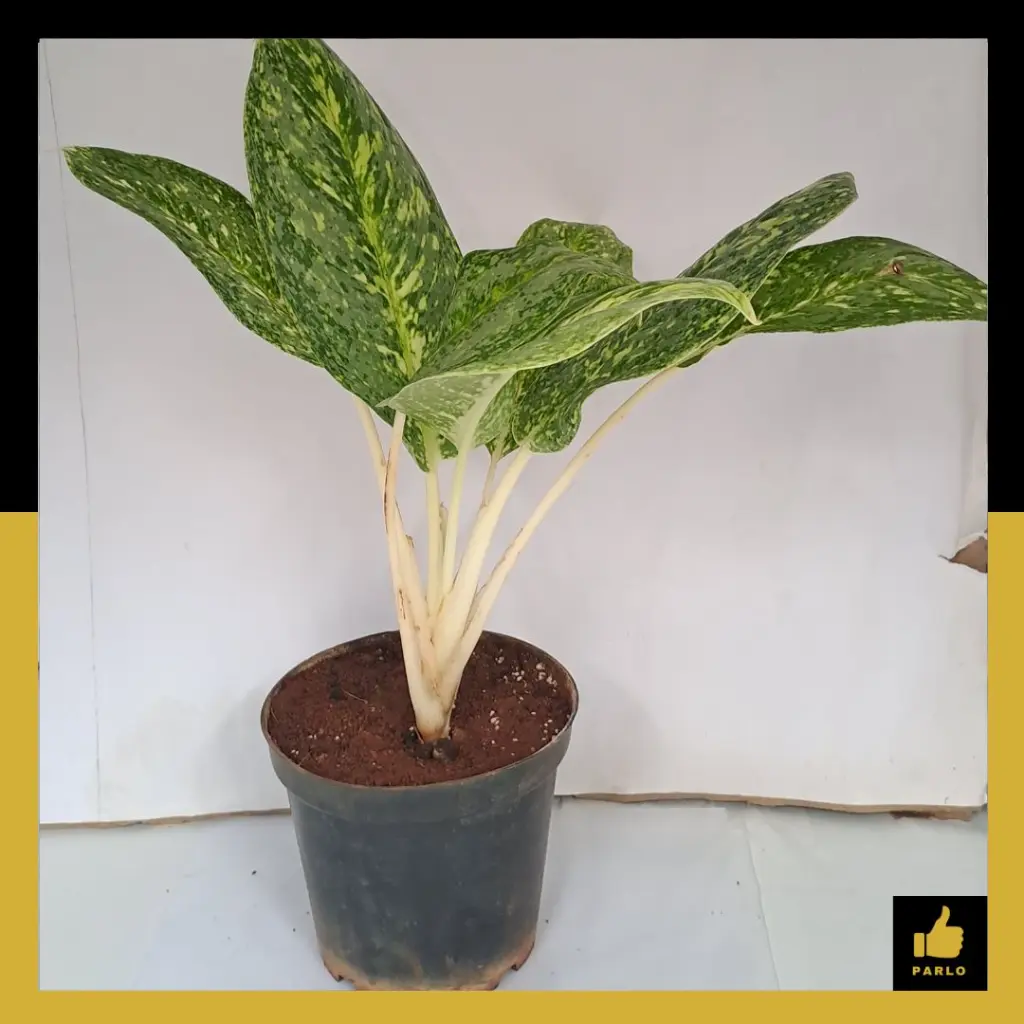 PARLO PRODUCT EDITING (98).webp