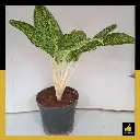 PARLO PRODUCT EDITING (98).webp