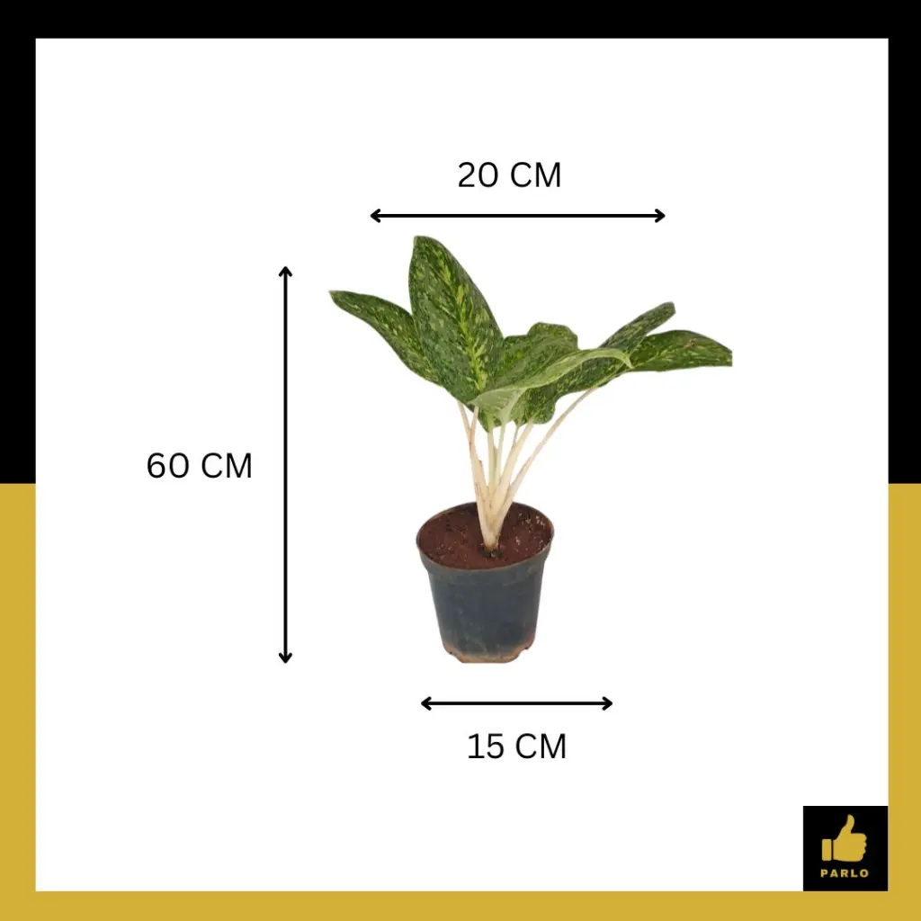 PARLO PRODUCT EDITING (97).webp