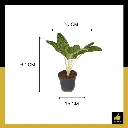 PARLO PRODUCT EDITING (97).webp