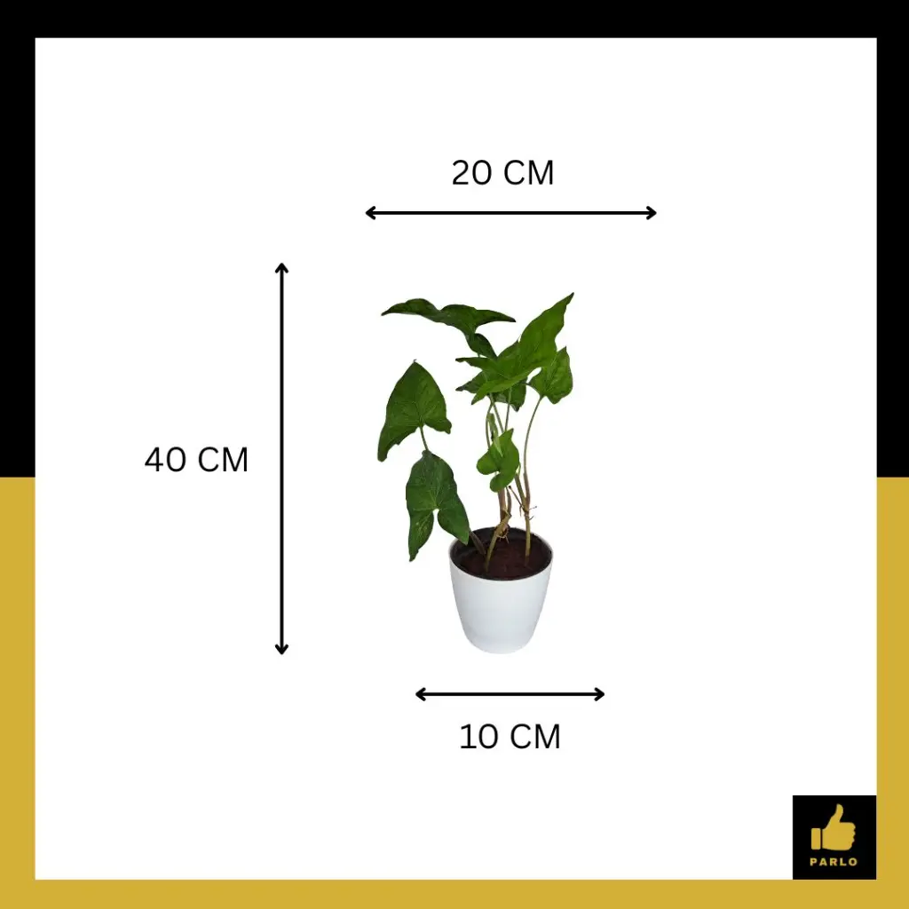 PARLO PRODUCT EDITING (54) (1).webp