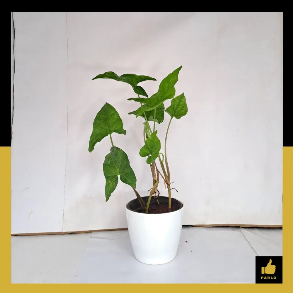 PARLO PRODUCT EDITING (55) (1).webp