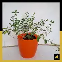 PARLO PRODUCT EDITING - 2025-05-30T160351.543.webp