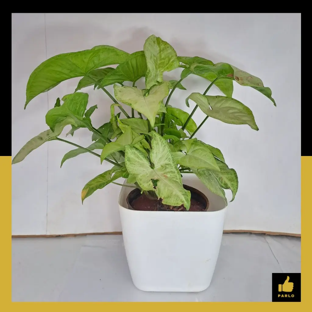 PARLO PRODUCT EDITING (58).webp