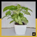 PARLO PRODUCT EDITING (58).webp