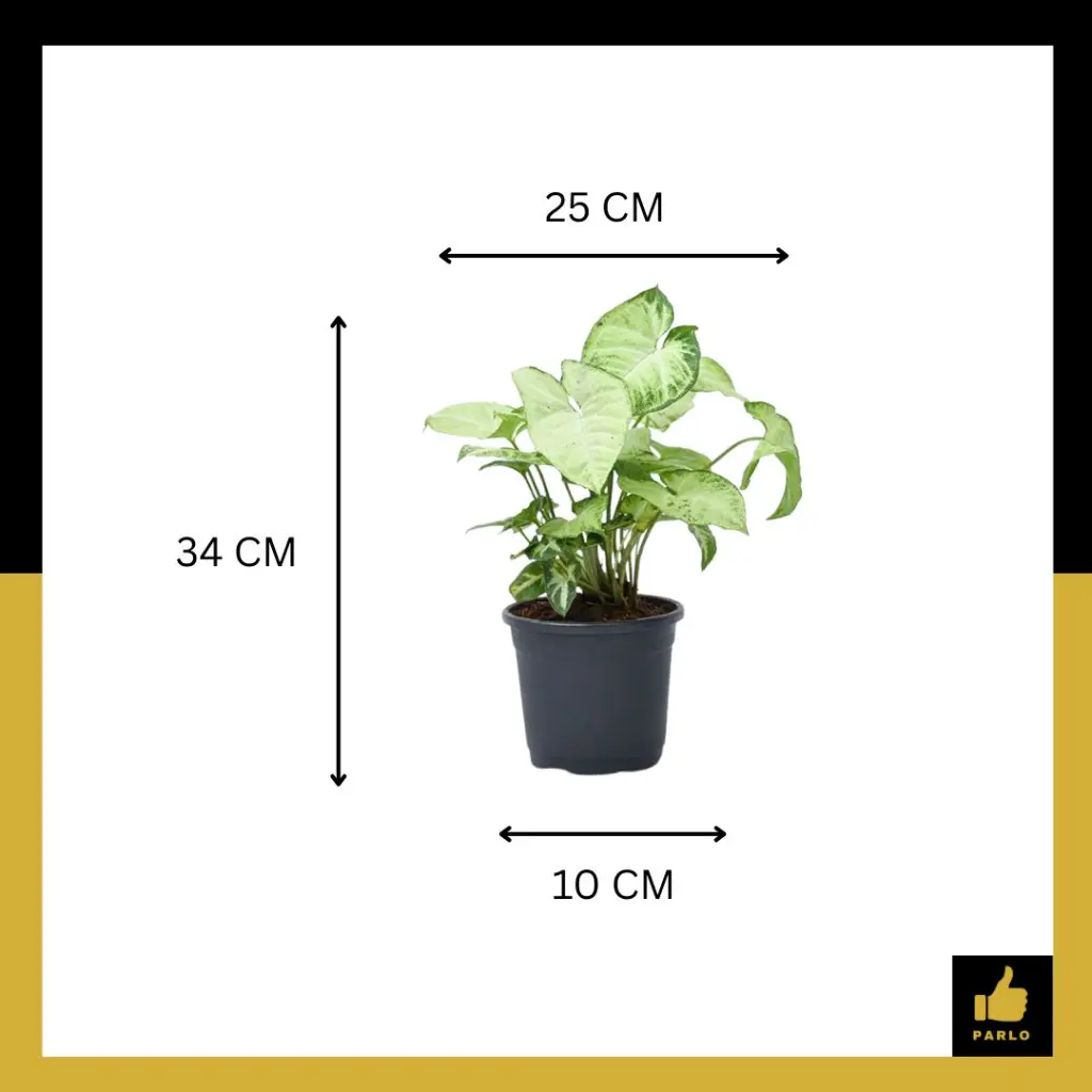 PARLO PRODUCT EDITING (57).webp