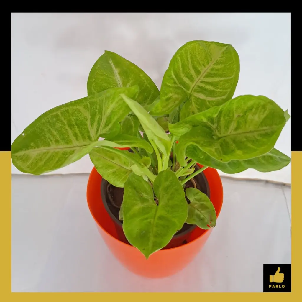 PARLO PRODUCT EDITING (61).webp