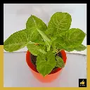 PARLO PRODUCT EDITING (61).webp