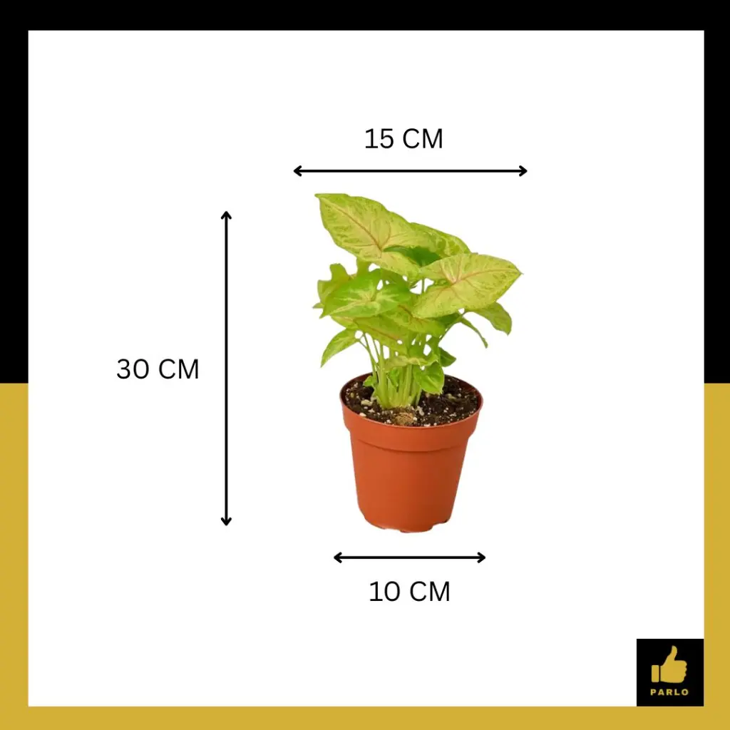 PARLO PRODUCT EDITING (60).webp