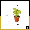 PARLO PRODUCT EDITING (60).webp