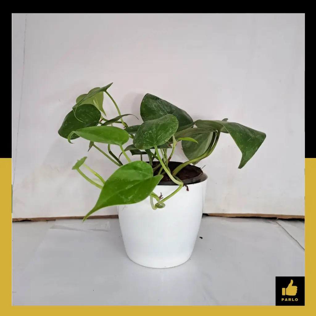 PARLO PRODUCT EDITING (68).webp