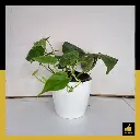 PARLO PRODUCT EDITING (68).webp