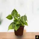 Heartleaf Philodendron