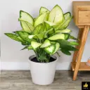 Dieffenbachia seguine