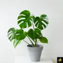MONSTERA DELICIOSA