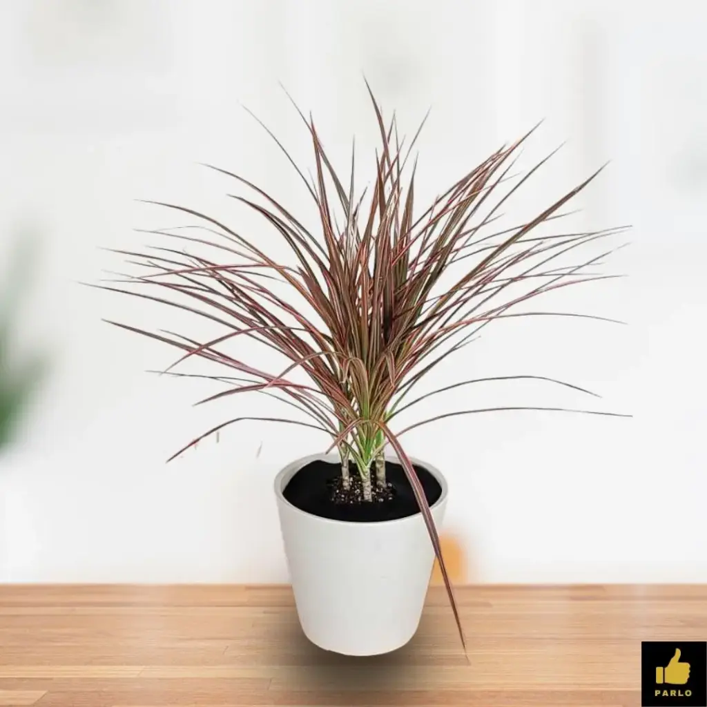 Red Dracaena