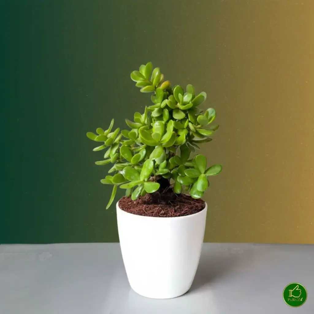 💚 LeafLoom – Indoor Plant Customizer
