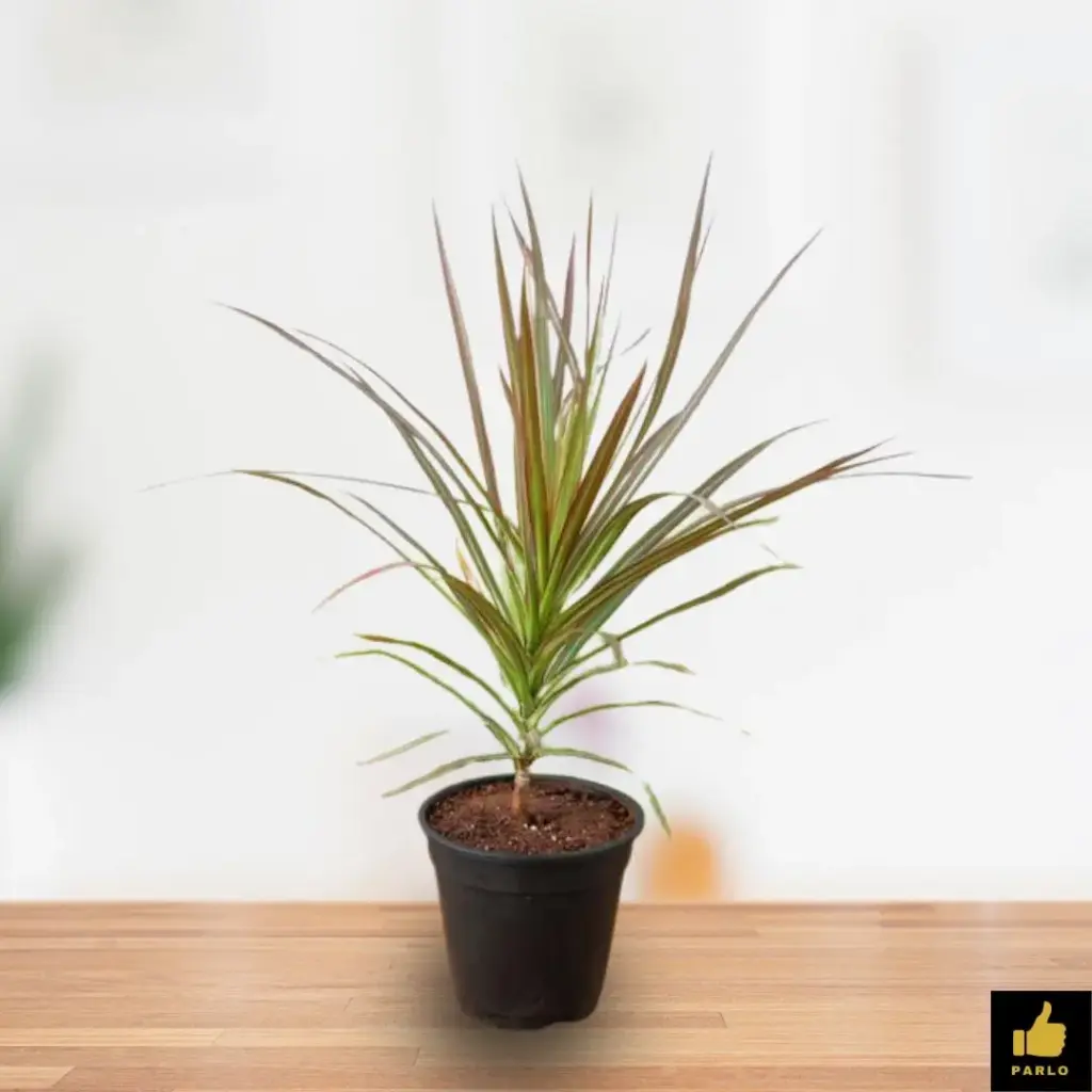 Dracaena Colorama