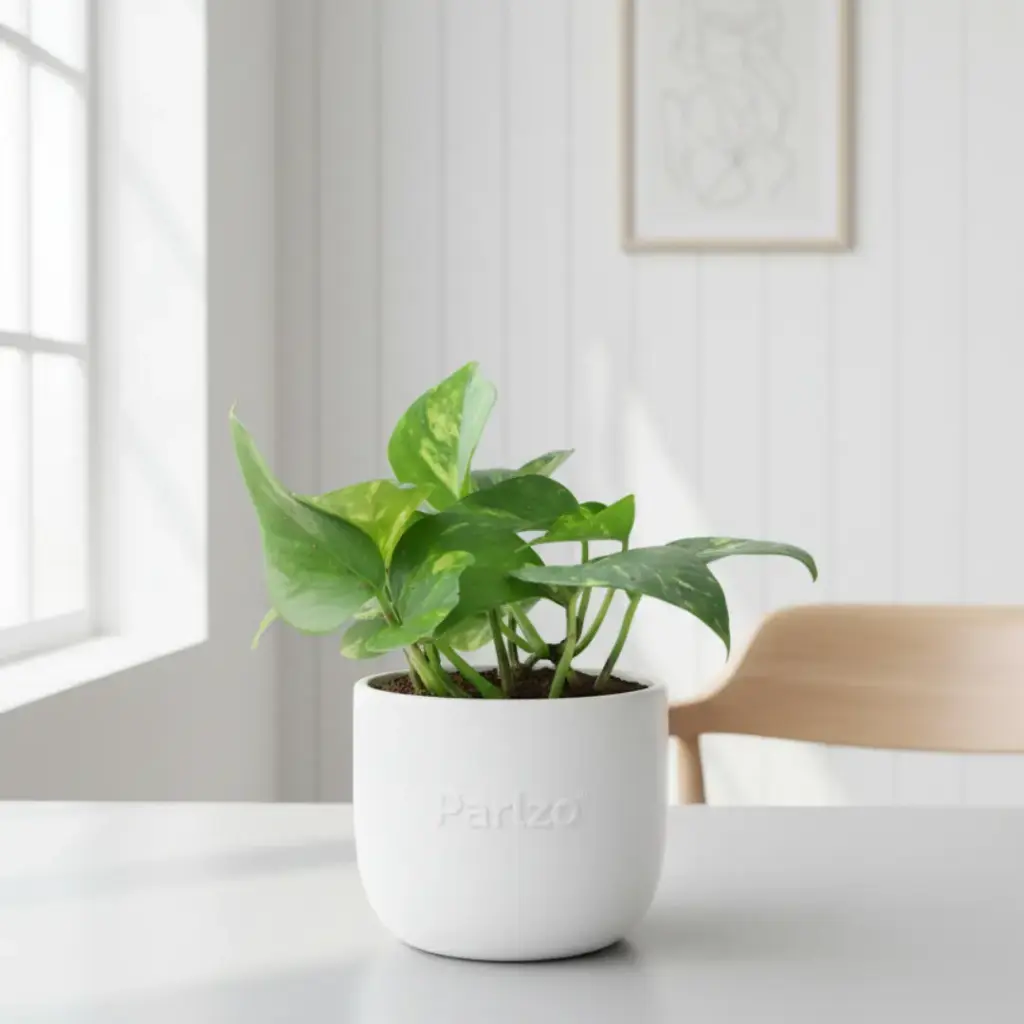 Green money plant 
